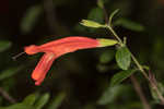 Scarlet calamint